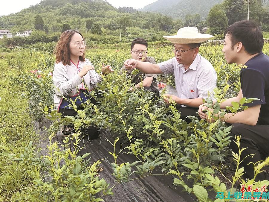 农经站长如何担当乡镇经济发展领头羊？职责详解